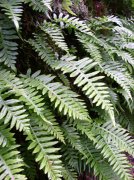 Waukeena Mult Falls 11.26.05 010 